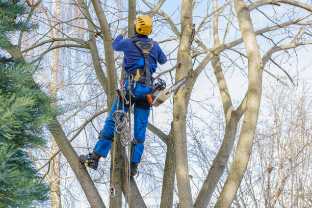 Best Tree and Shrub Care  in Goodview, MN