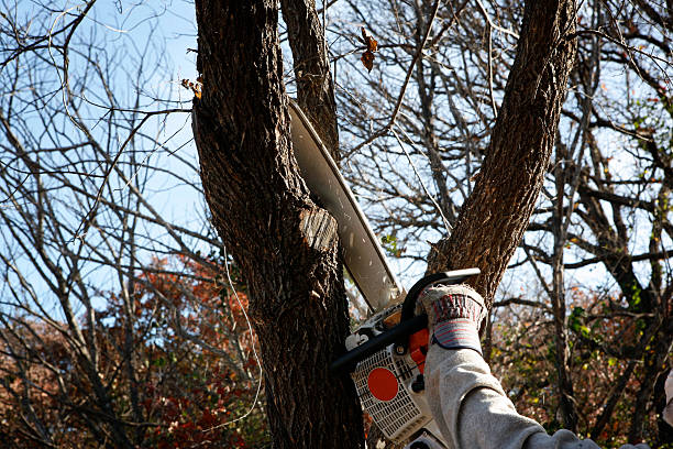 Trusted Goodview, MN Tree Care Experts